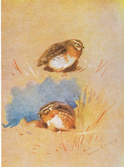 Common Partridge Studies by Archibald Thorburn
